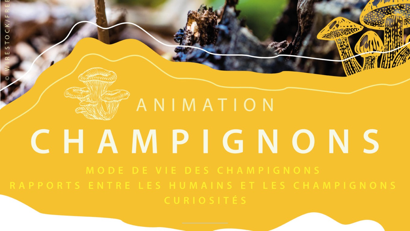 ABC_Affiche-Animation-champignons_2021